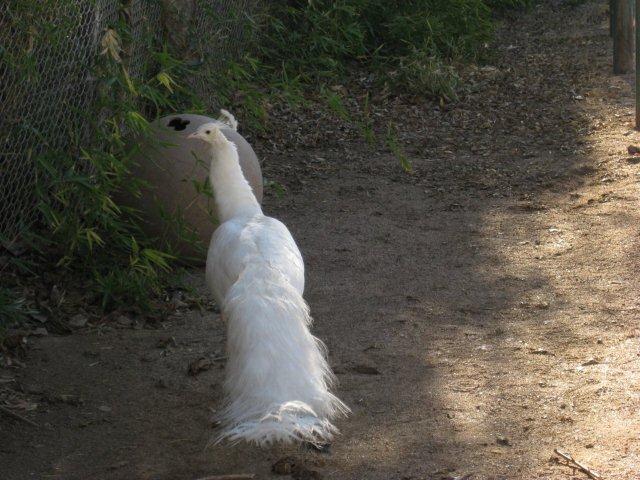 White Peacock